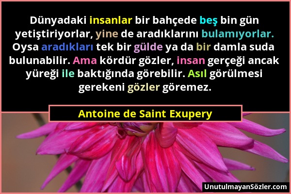 Antoine de Saint Exupery - Dünyadaki insanlar bir bahçede beş bin gün yetiştiriyorlar, yine de aradıklarını bulamıyorlar. Oysa aradıkları tek bir güld...