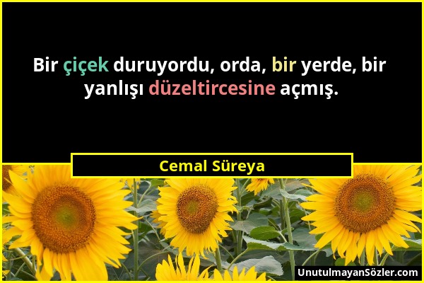 Cemal Süreya - Bir çiçek duruyordu, orda, bir yerde, bir yanlışı düzeltircesine açmış....