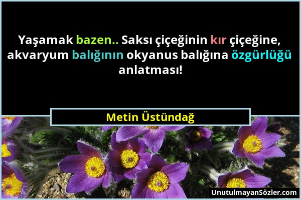 Metin Üstündağ - Yaşamak bazen.. Saksı çiçeğinin kır çiçeğine, akvaryum balığının okyanus balığına özgürlüğü anlatması!...