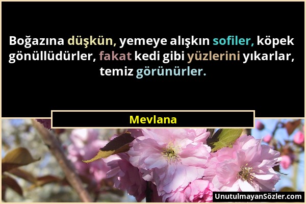 Mevlana - Boğazına düşkün, yemeye alışkın sofiler, köpek gönüllüdürler, fakat kedi gibi yüzlerini yıkarlar, temiz görünürler....