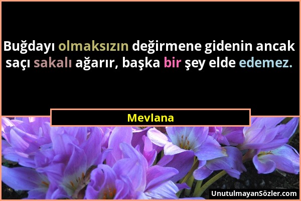 Mevlana - Buğdayı olmaksızın değirmene gidenin ancak saçı sakalı ağarır, başka bir şey elde edemez....