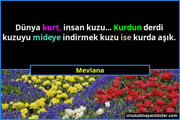 Mevlana - Dünya kurt, insan kuzu... Kurdun derdi kuzuyu mideye indirmek kuzu ise kurda aşık....