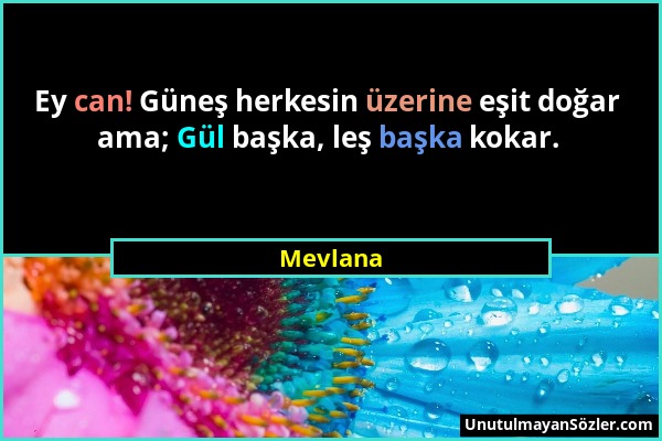 Mevlana - Ey can! Güneş herkesin üzerine eşit doğar ama; Gül başka, leş başka kokar....