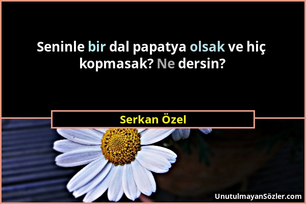 Serkan Özel - Seninle bir dal papatya olsak ve hiç kopmasak? Ne dersin?...