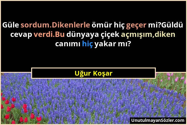 Uğur Koşar - Güle sordum.Dikenlerle ömür hiç geçer mi?Güldü cevap verdi.Bu dünyaya çiçek açmışım,diken canımı hiç yakar mı?...