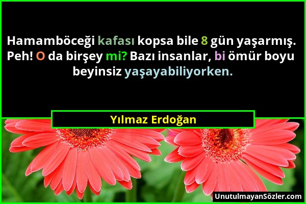 Yılmaz Erdoğan - Hamamböceği kafası kopsa bile 8 gün yaşarmış. Peh! O da birşey mi? Bazı insanlar, bi ömür boyu beyinsiz yaşayabiliyorken....